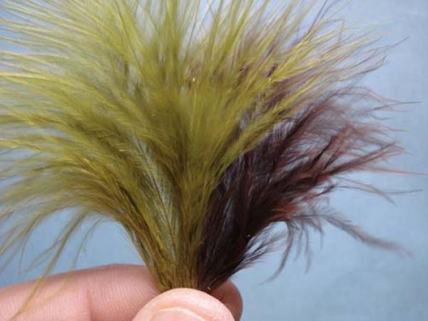 Little Pine Damsel