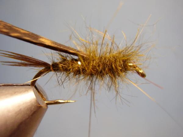 Olive Gold-Ribbed Hares Ear