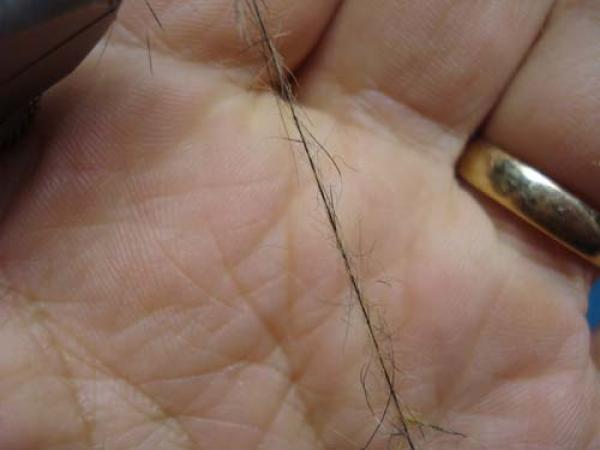 Loren's hare's Ear
