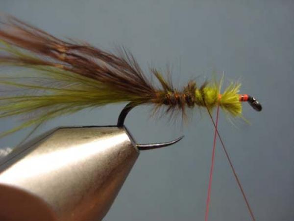 Little Pine Damsel