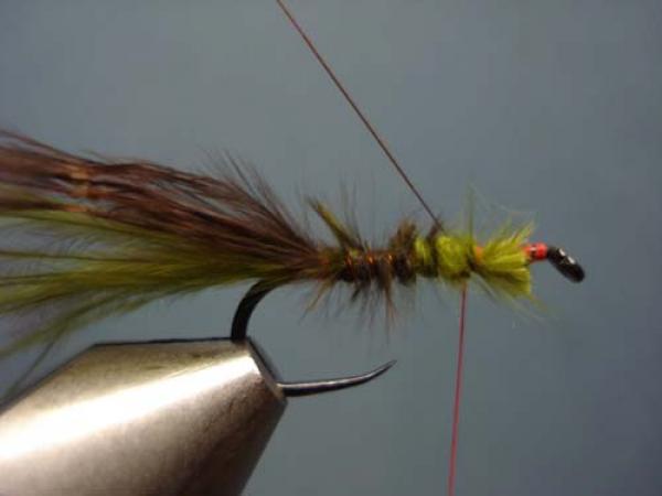Little Pine Damsel
