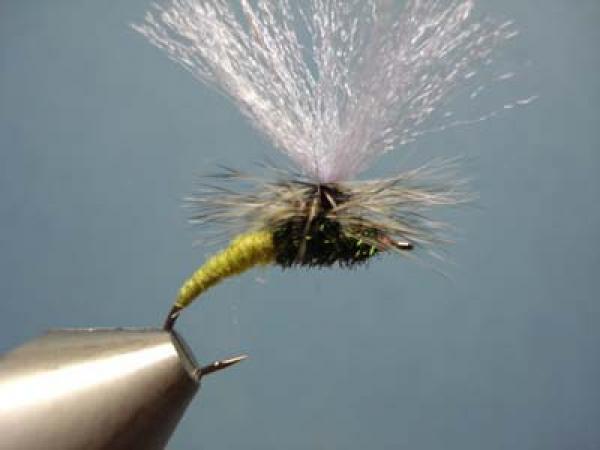 Olive Klinkhamer Special