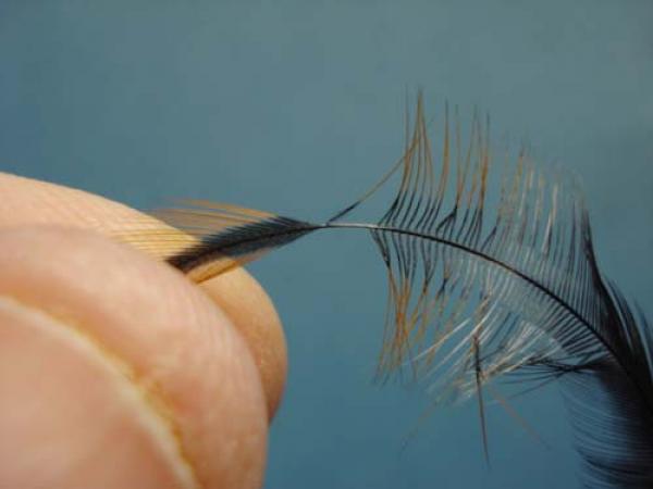 Pheasant Tail Cruncher