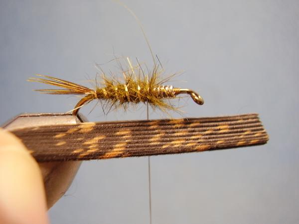 Olive Gold-Ribbed Hares Ear