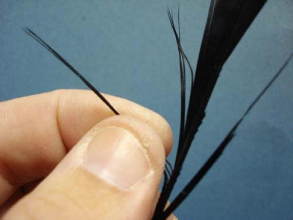 Loren's hare's Ear