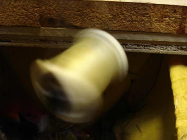 LW's Light Quill Sulphur
