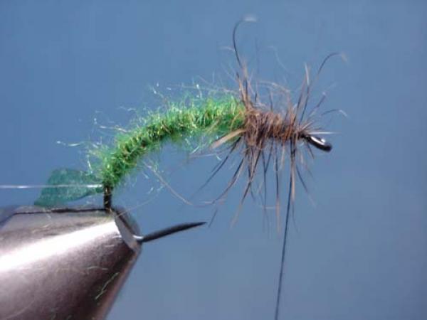 Rhyacophilia