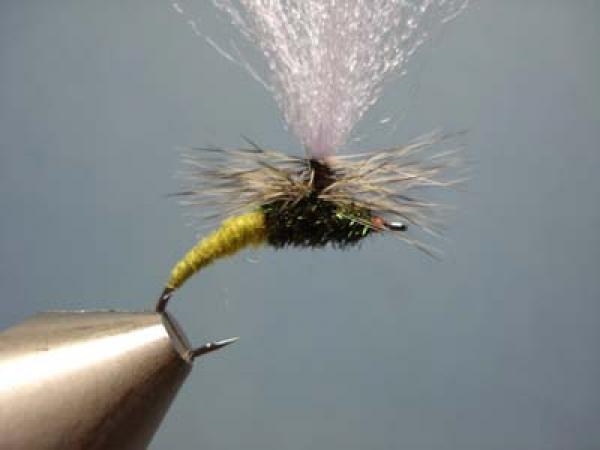Olive Klinkhamer Special