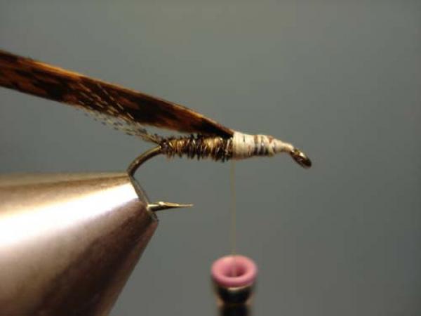 LW's Light Quill Sulphur