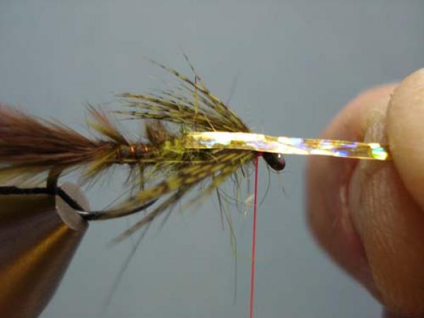 Little Pine Damsel