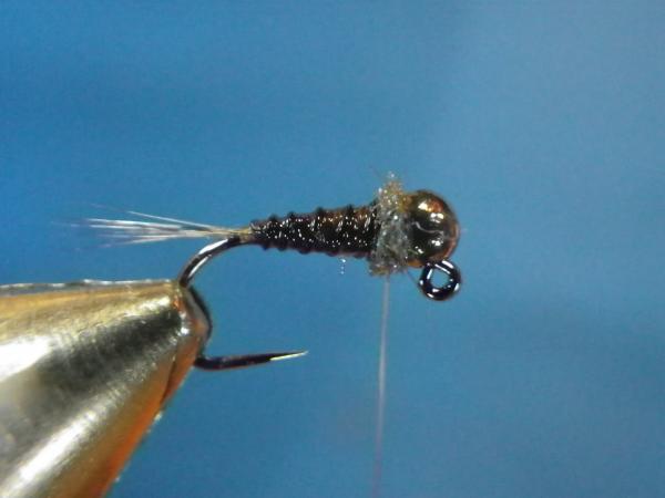 LW's Intestinal Bug