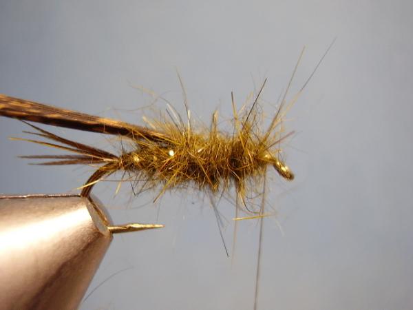 Olive Gold-Ribbed Hares Ear