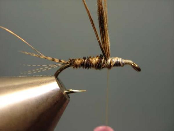 LW's Light Quill Sulphur