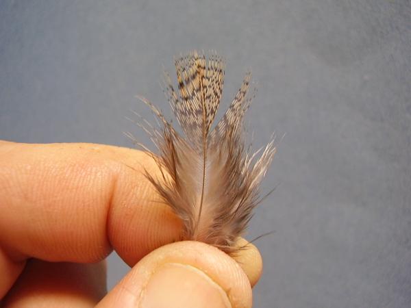 LW's Dark Quill Sulphur