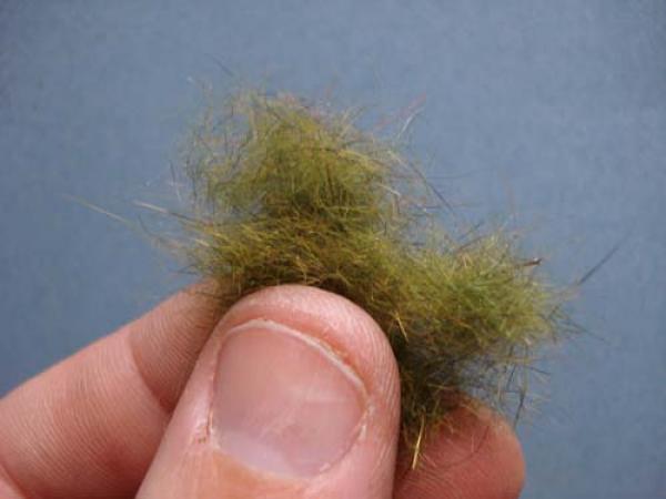 Little Pine Damsel