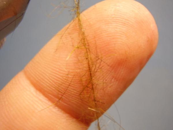 Olive Gold-Ribbed Hares Ear
