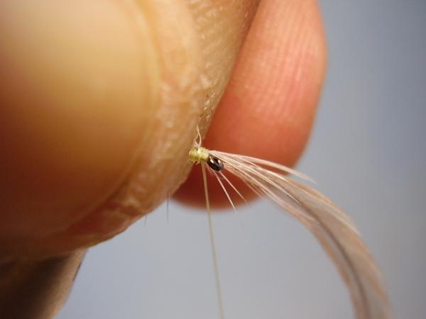 Sulphur Parachute