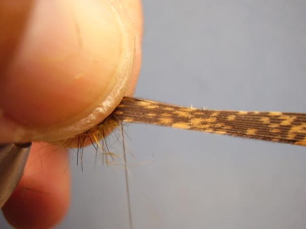 Olive Gold-Ribbed Hares Ear