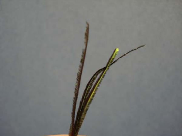 Pheasant Tail Cruncher
