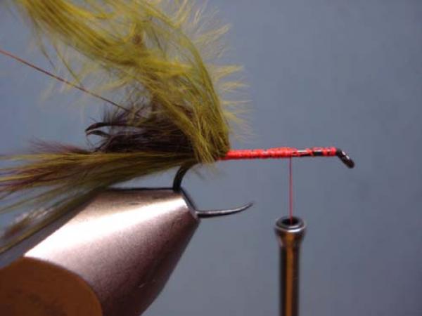 Little Pine Damsel