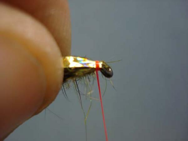 Little Pine Damsel