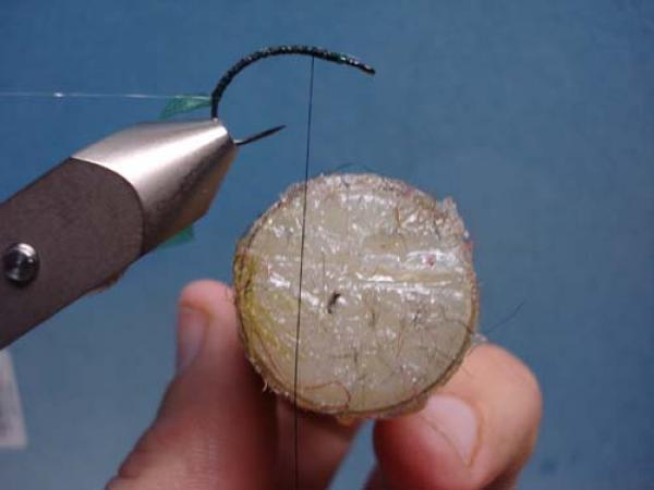 Rhyacophilia