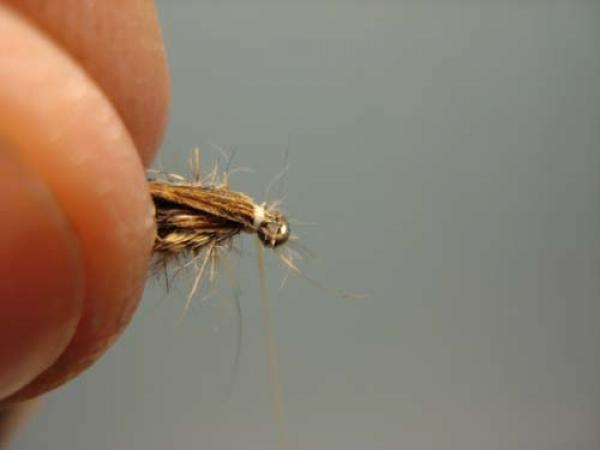 LW's Light Quill Sulphur